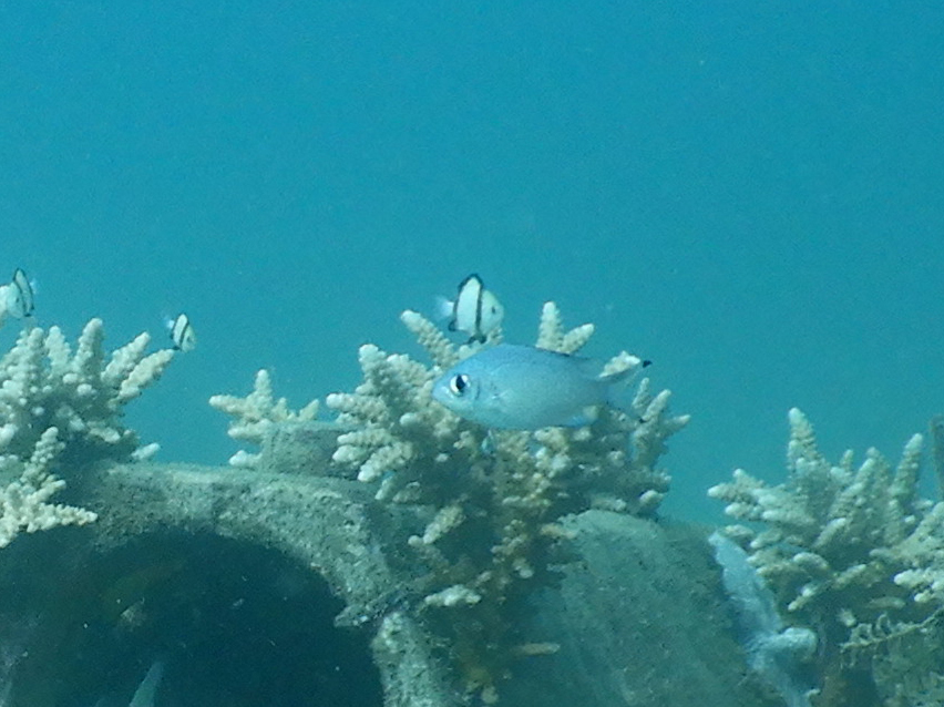 Brown chromis