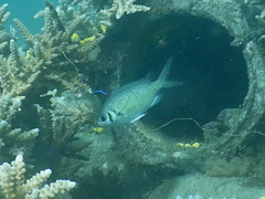 Chromis weberi