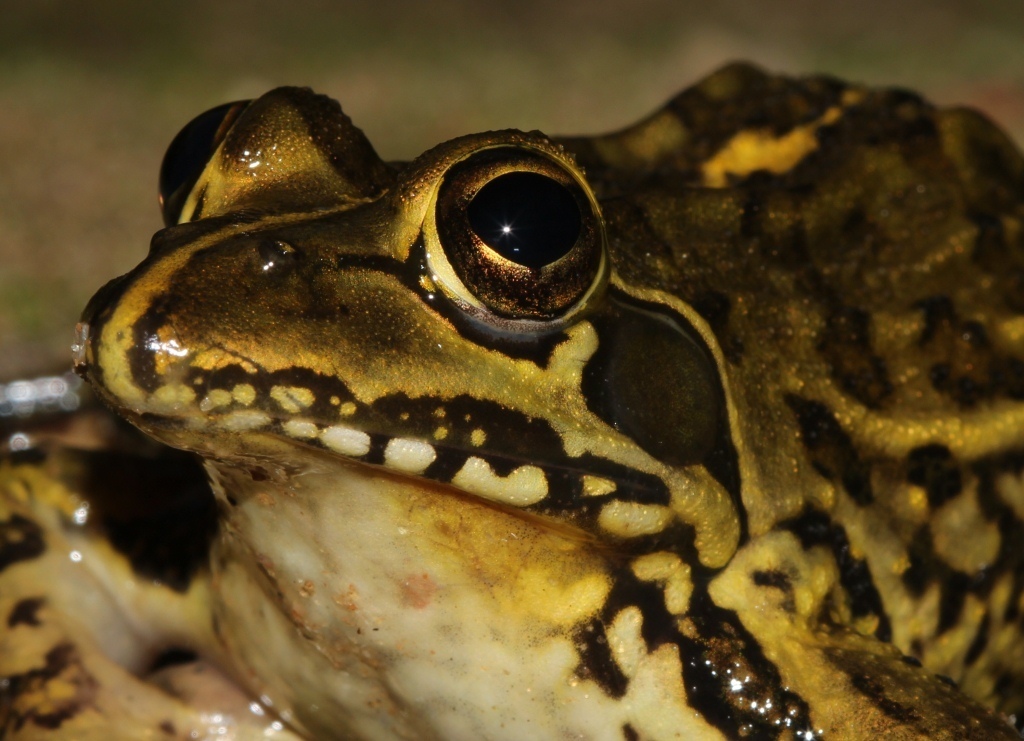 Angola Frog
