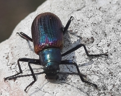 Strongylium cupreocinctum