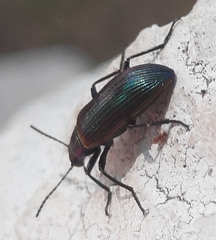 Strongylium cupreocinctum