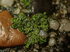 Phaeophyscia nigricans