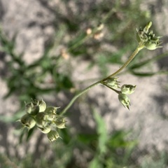 Kohautia subverticillata
