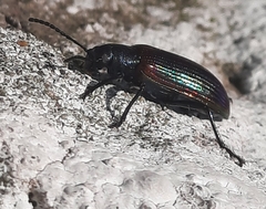 Strongylium cupreocinctum