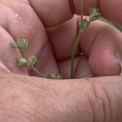 Kohautia subverticillata