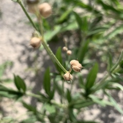 Kohautia subverticillata