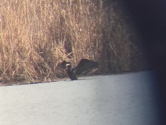 Phalacrocorax carbo