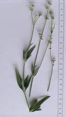 Kohautia subverticillata