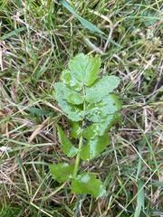 Berula