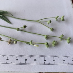 Kohautia subverticillata