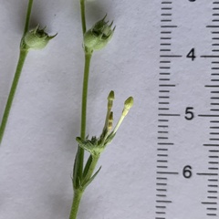 Kohautia subverticillata