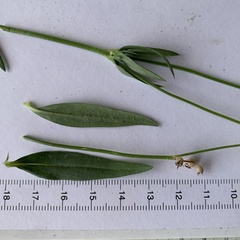 Kohautia subverticillata