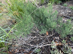 Asparagus transvaalensis