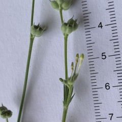 Kohautia subverticillata