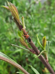 Cosmoclopius poecilus