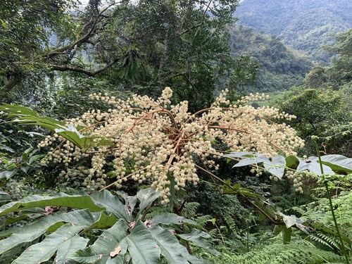 Tetrapanax papyrifer
