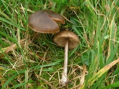 Entoloma occultipigmentatum