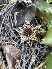 Huernia stapelioides