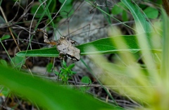Pseudacris streckeri
