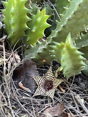 Huernia stapelioides