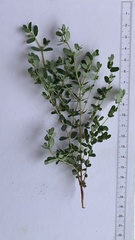 Euphorbia inaequilatera image