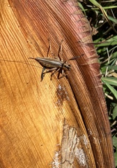 Paragryllacris combusta