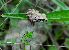 Pseudacris streckeri