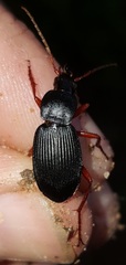 Carabidae