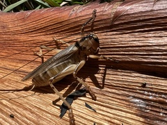 Paragryllacris combusta