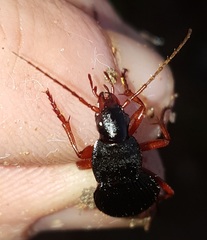 Carabidae