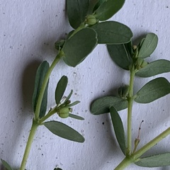 Euphorbia inaequilatera image