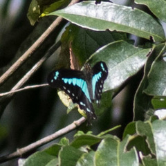 Papilio phorcas