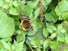 Vanessa atalanta