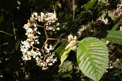 Begonia cooperi