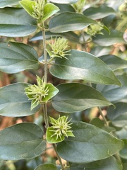 Jasminum multiflorum