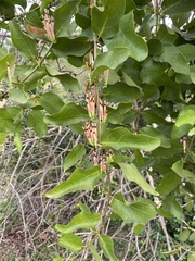 Lorantheae