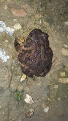 Sclerophrys gutturalis