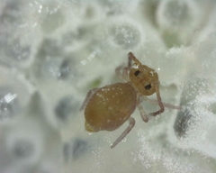 Sminthuroidea