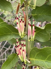 Lorantheae
