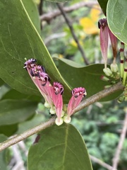 Lorantheae
