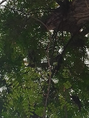 Psittacara leucophthalmus