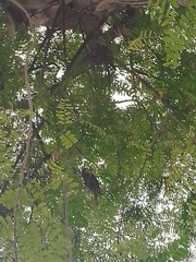 Psittacara leucophthalmus