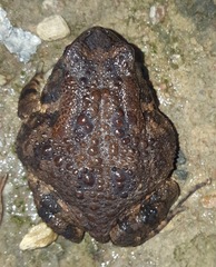 Sclerophrys gutturalis