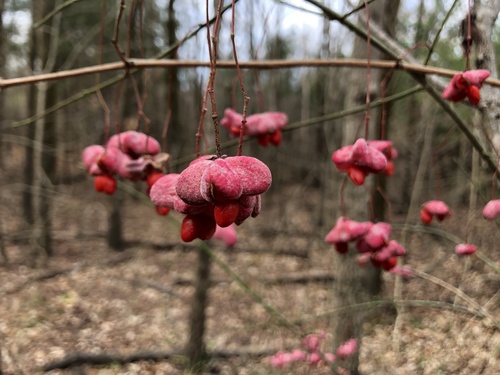 Burningbush (Euonymus atropurpureus)
