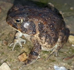Sclerophrys gutturalis