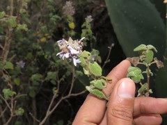 Salvia keerlii