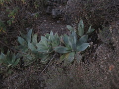 Agave mitis