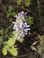 Salvia keerlii