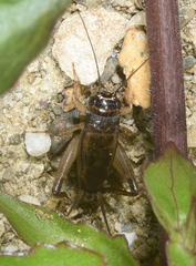 Svercacheta siamensis