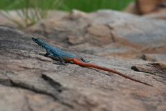 Platysaurus orientalis